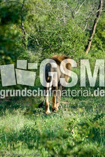 Löwen (12 von 69).jpg